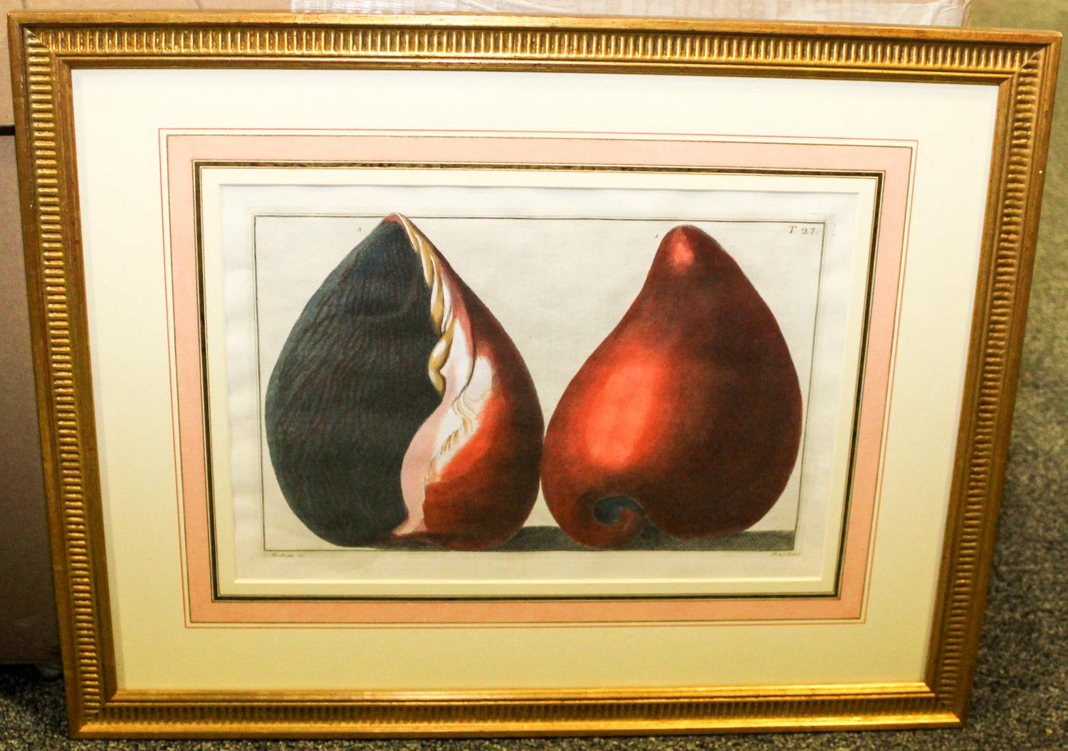 Artist Unknown, (19th century), Seashells