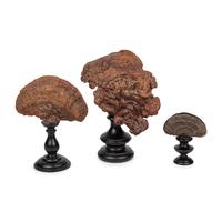A Collection of Three Lingzhi Fungus Specimens