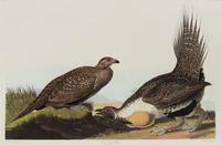 After John James Audubon (American, 1785-1851)