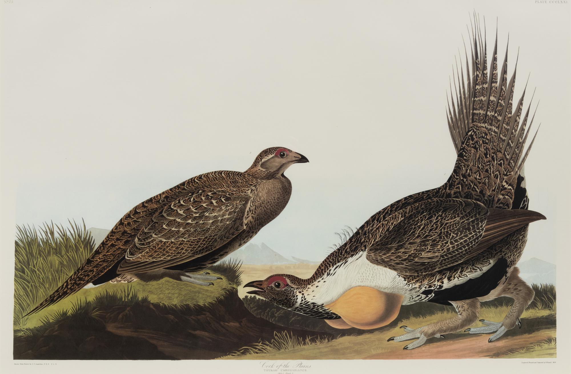 After John James Audubon (American, 1785-1851)