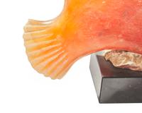 Tropical Fish