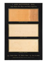 HOUGH, Romeyn Beck (1857-1924). American Woods illustrated by actual specimens: Commercial Species . Lowville, NY: prepared by the author, 1916.
