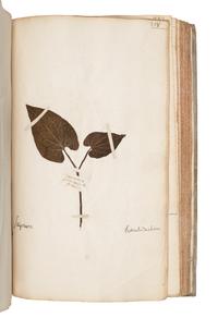 [SPECIMEN ALBUM]. JEANPIERRE, Sebastien. "Catalogue General de toutes les plantes mises pau Lettre alphabetique fait pau Sebastien Jeanpierre Garcon apotiquaire chez Le sieu Dierson M. apotiquaire." Nancy, France, 1741.
