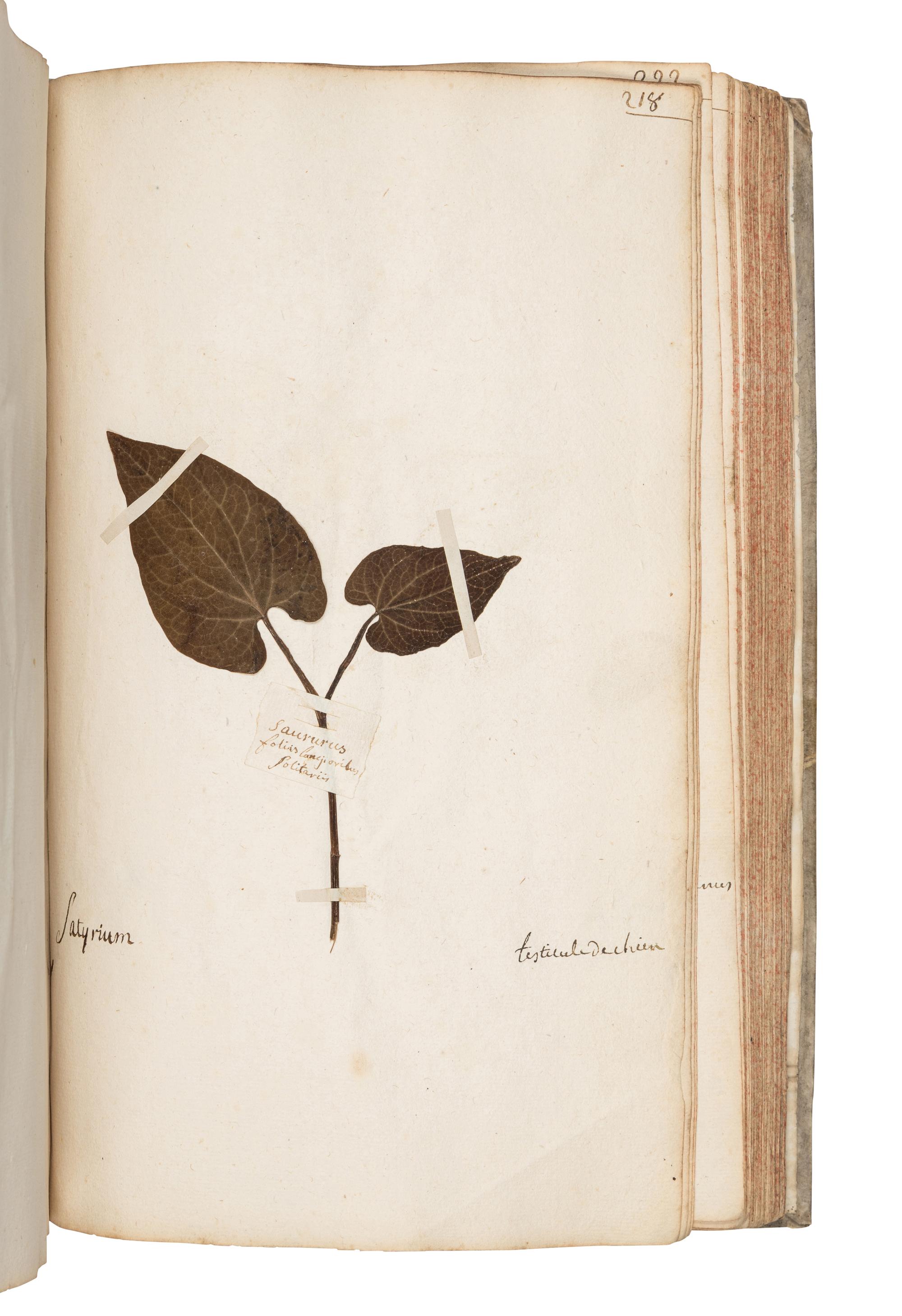 [SPECIMEN ALBUM]. JEANPIERRE, Sebastien. "Catalogue General de toutes les plantes mises pau Lettre alphabetique fait pau Sebastien Jeanpierre Garcon apotiquaire chez Le sieu Dierson M. apotiquaire." Nancy, France, 1741.