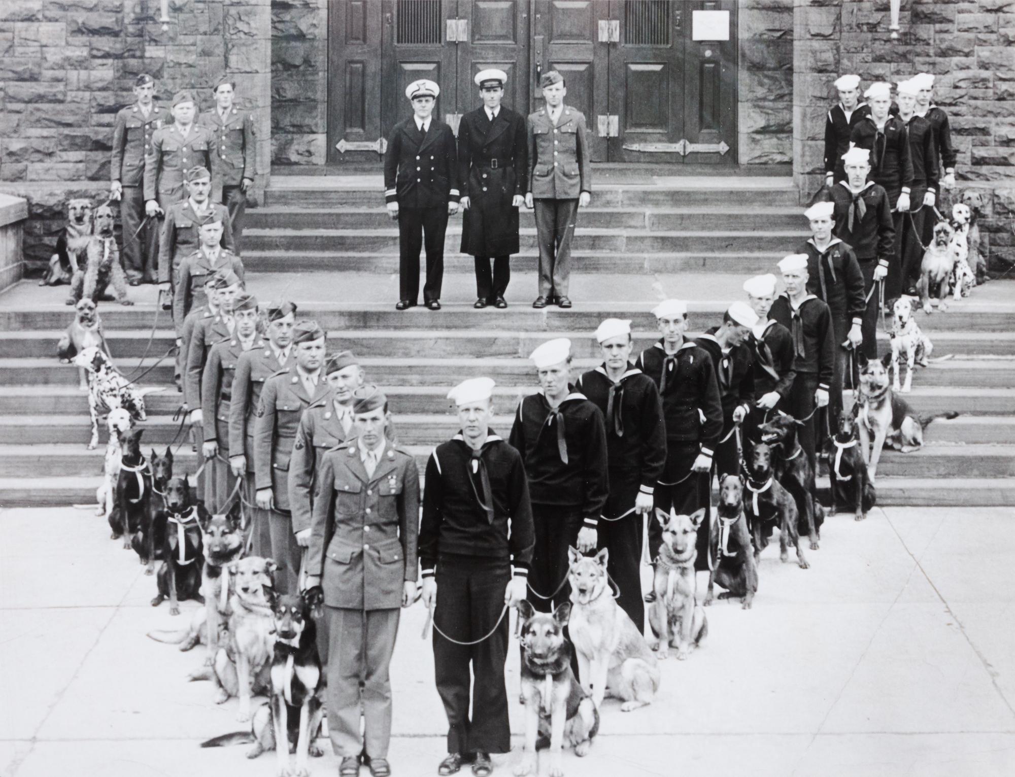 Nine Photographs of Military and Police Dogs, Various Breeds Largest: 10 1/2 x 16 1/2 inches.