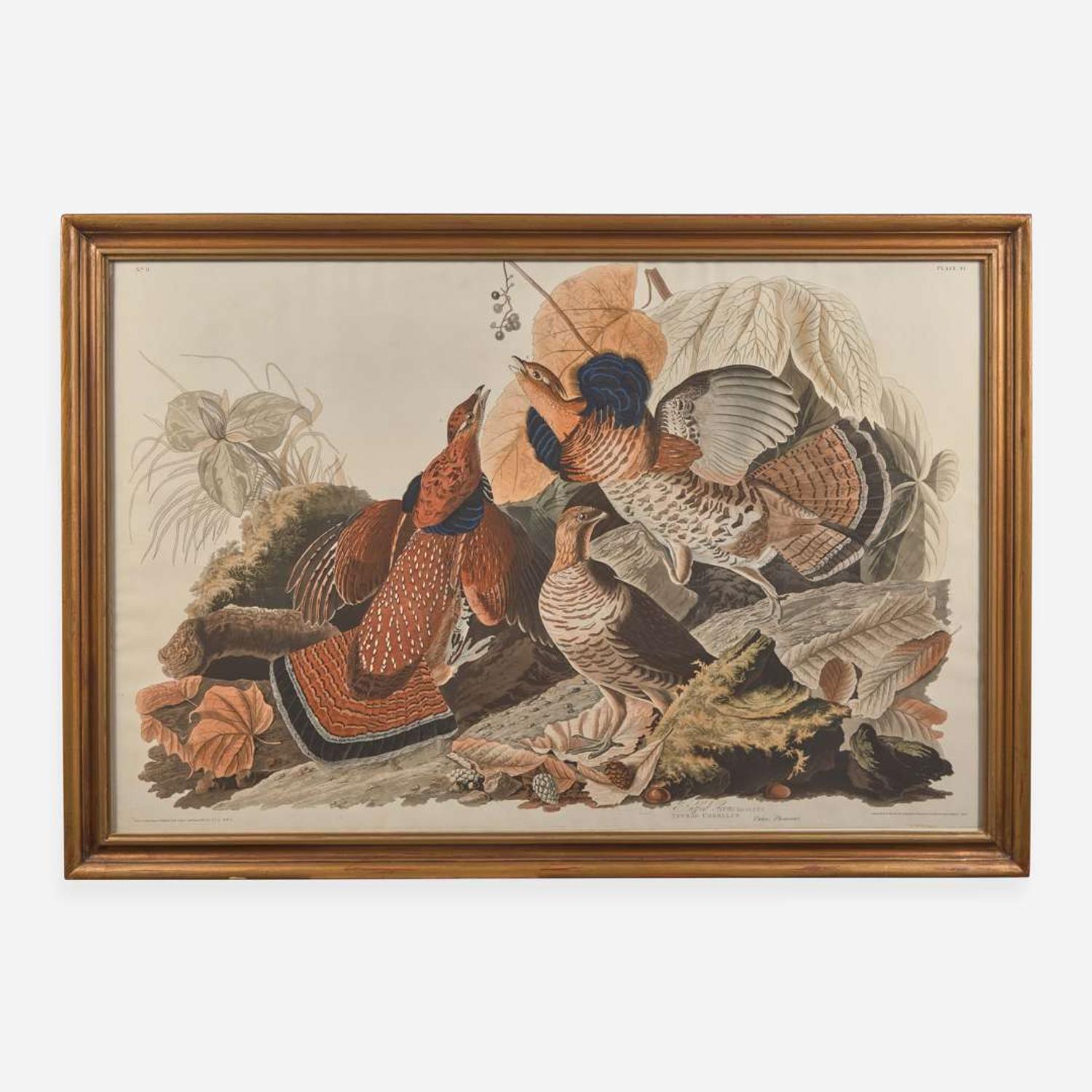 [Prints] Audubon, John J(ames). Ruffed Grous