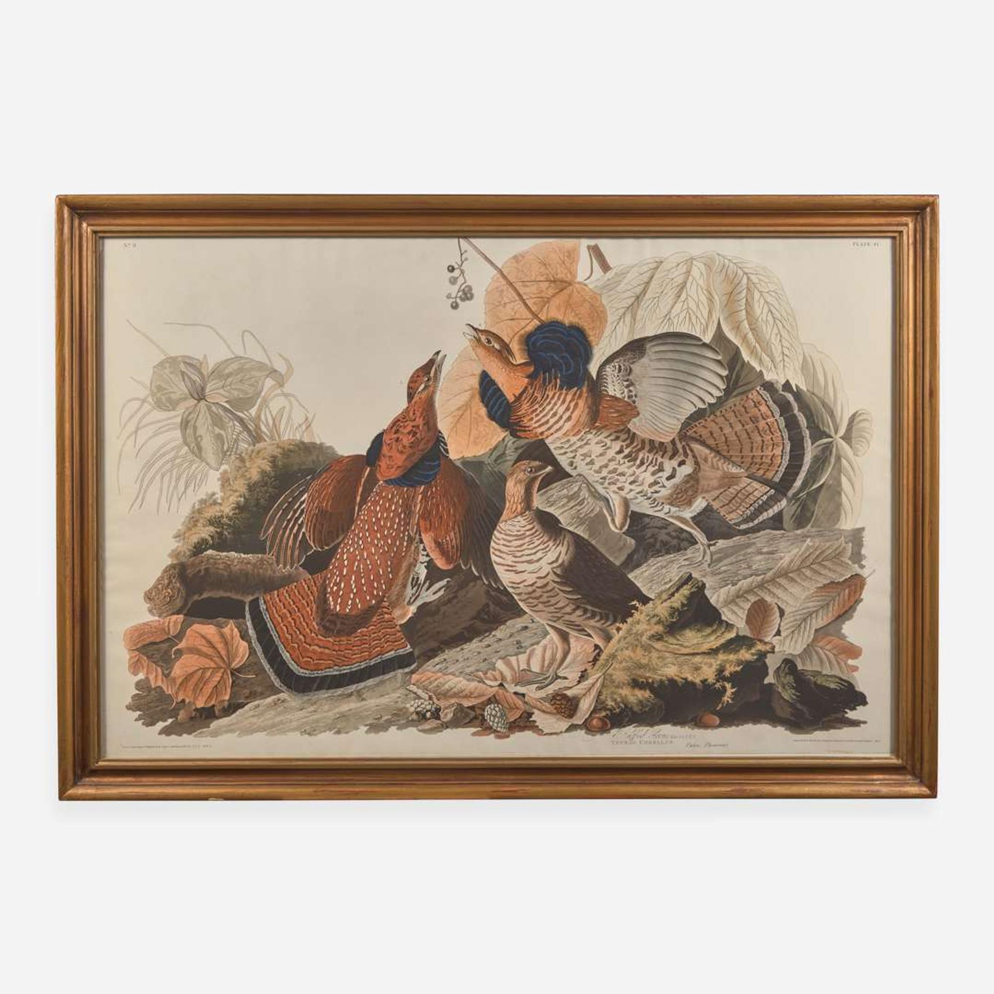 [Prints] Audubon, John J(ames). Ruffed Grous