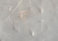 A Mexican Silver Footed Center Bowl