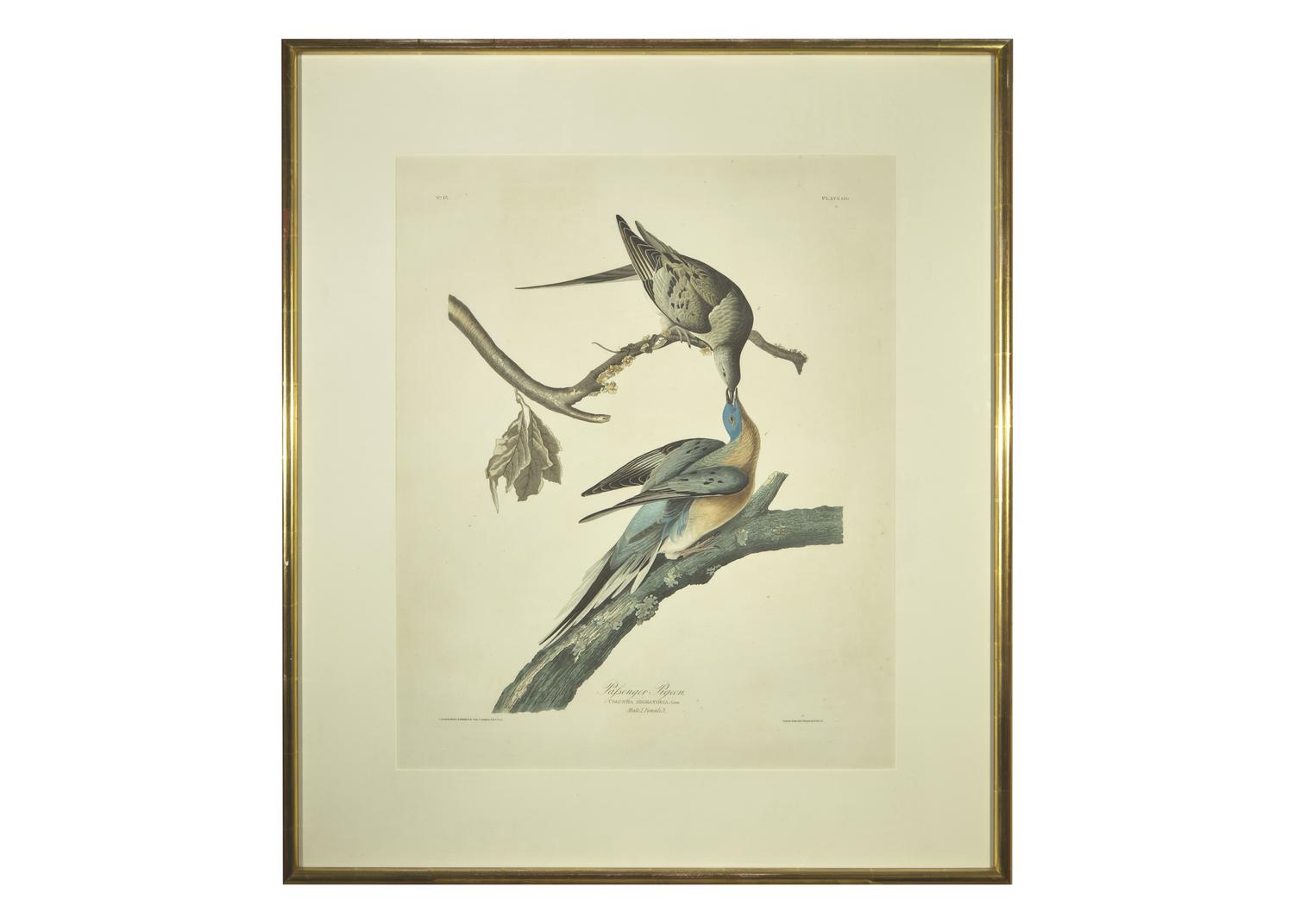 [Prints] Audubon, John J. Passenger Pigeon