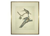 [Prints] Audubon, John J. Passenger Pigeon
