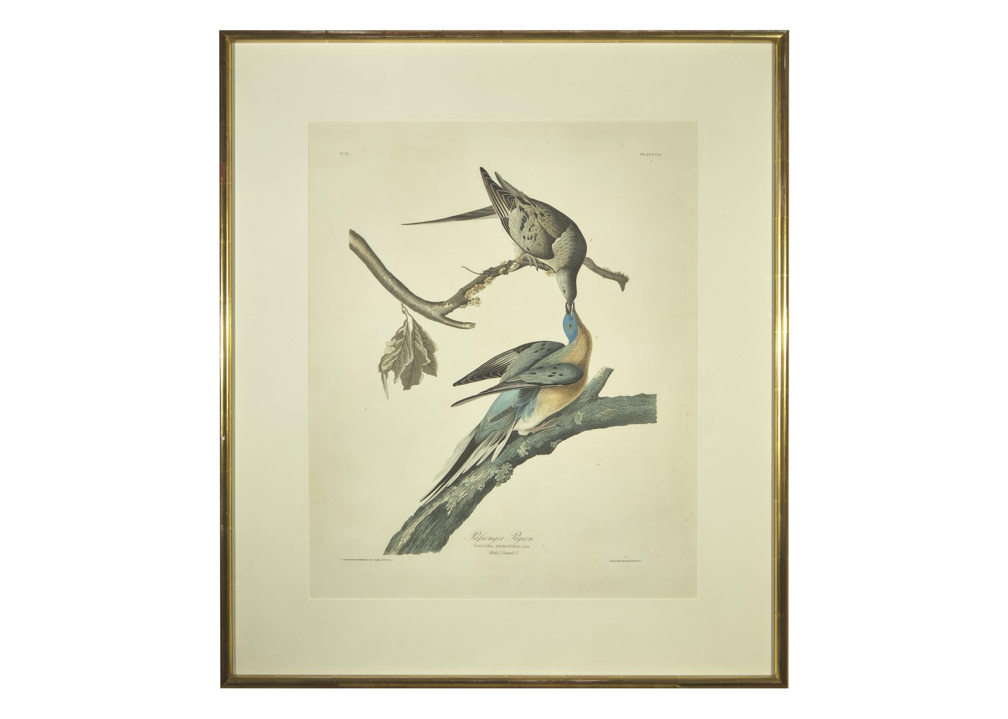 [Prints] Audubon, John J. Passenger Pigeon