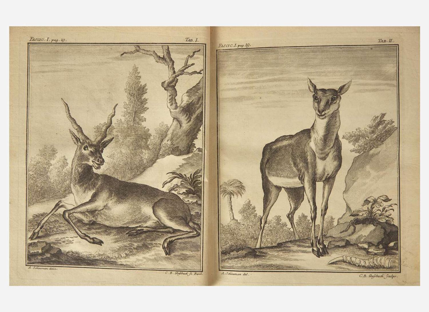 [Natural History] Pallas, P(eter).S(imon).: Spicilegia Zoologica...