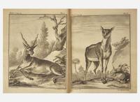 [Natural History] Pallas, P(eter).S(imon).: Spicilegia Zoologica...
