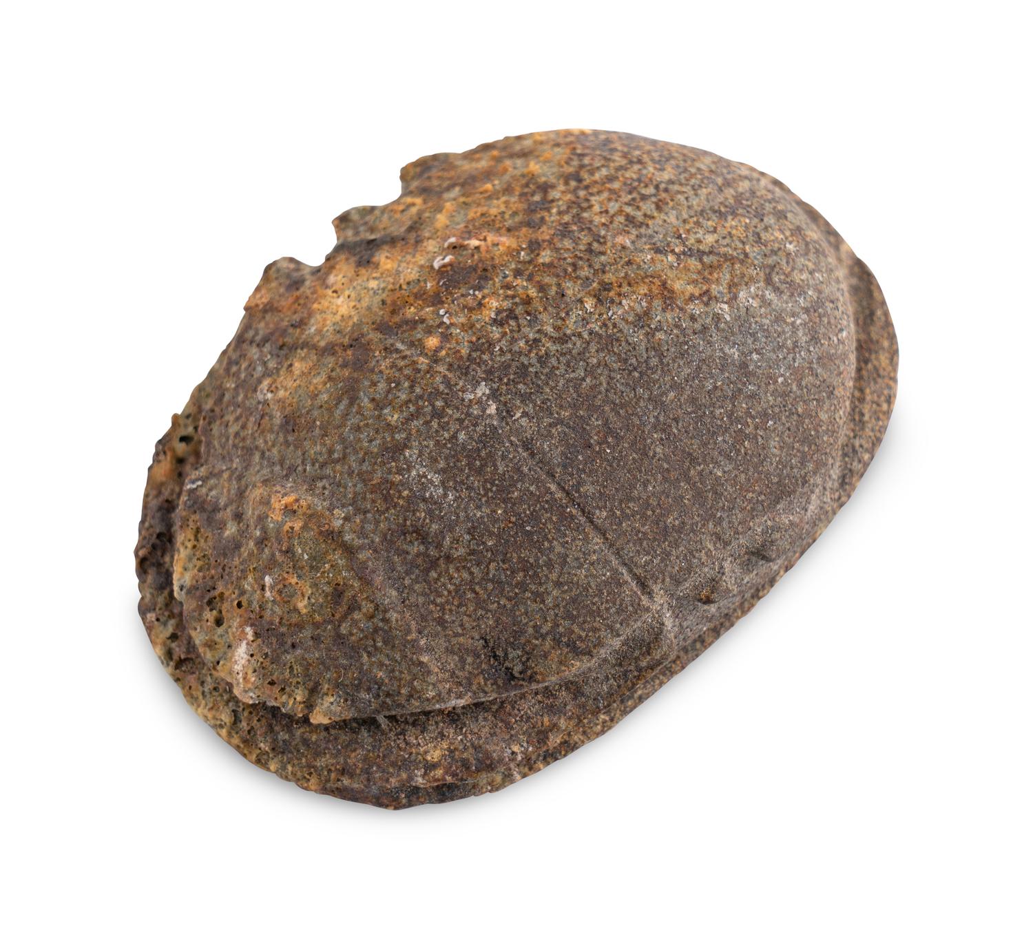 An Egyptian Stone Heart Scarab