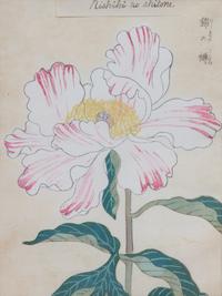 Three Japanese Botanical Watercolors Sight: 9 x 6 3/4 inches.