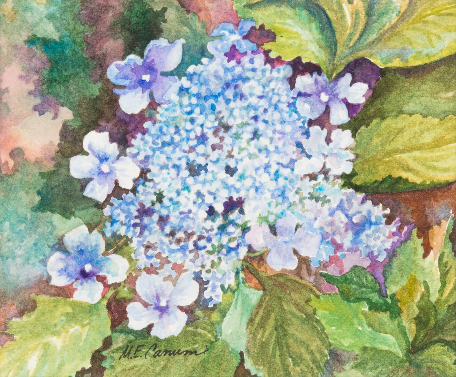 Hydrangeas