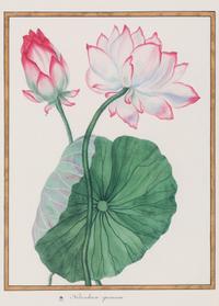 A Set of Eight Framed Botanical Prints