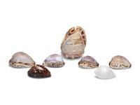 Five Carved Cowrie Shells