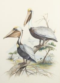 Florida Bird