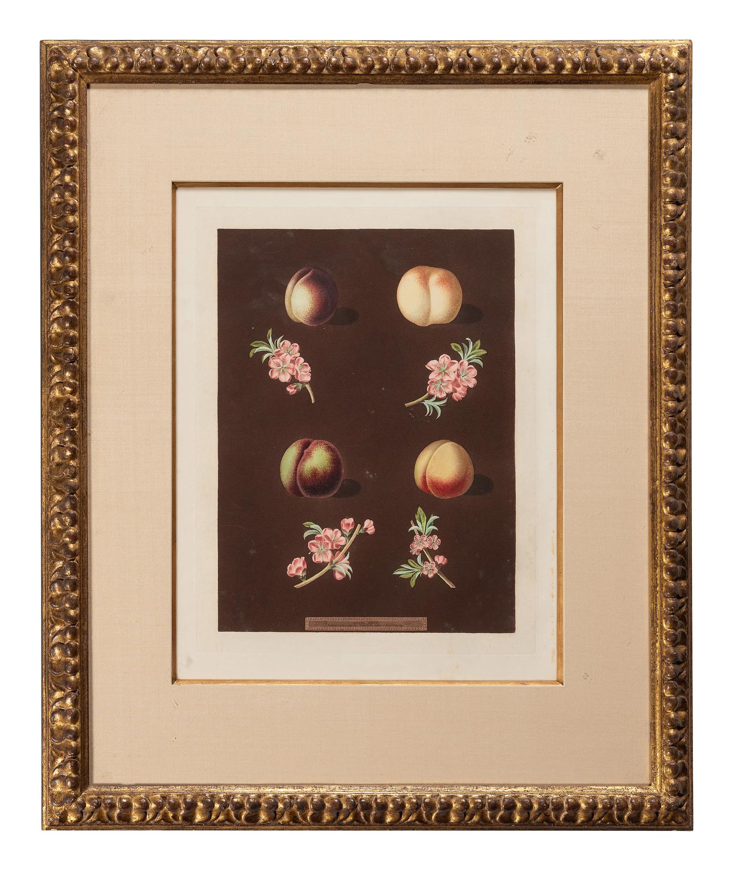 George Brookshaw (English, 1751-1823)