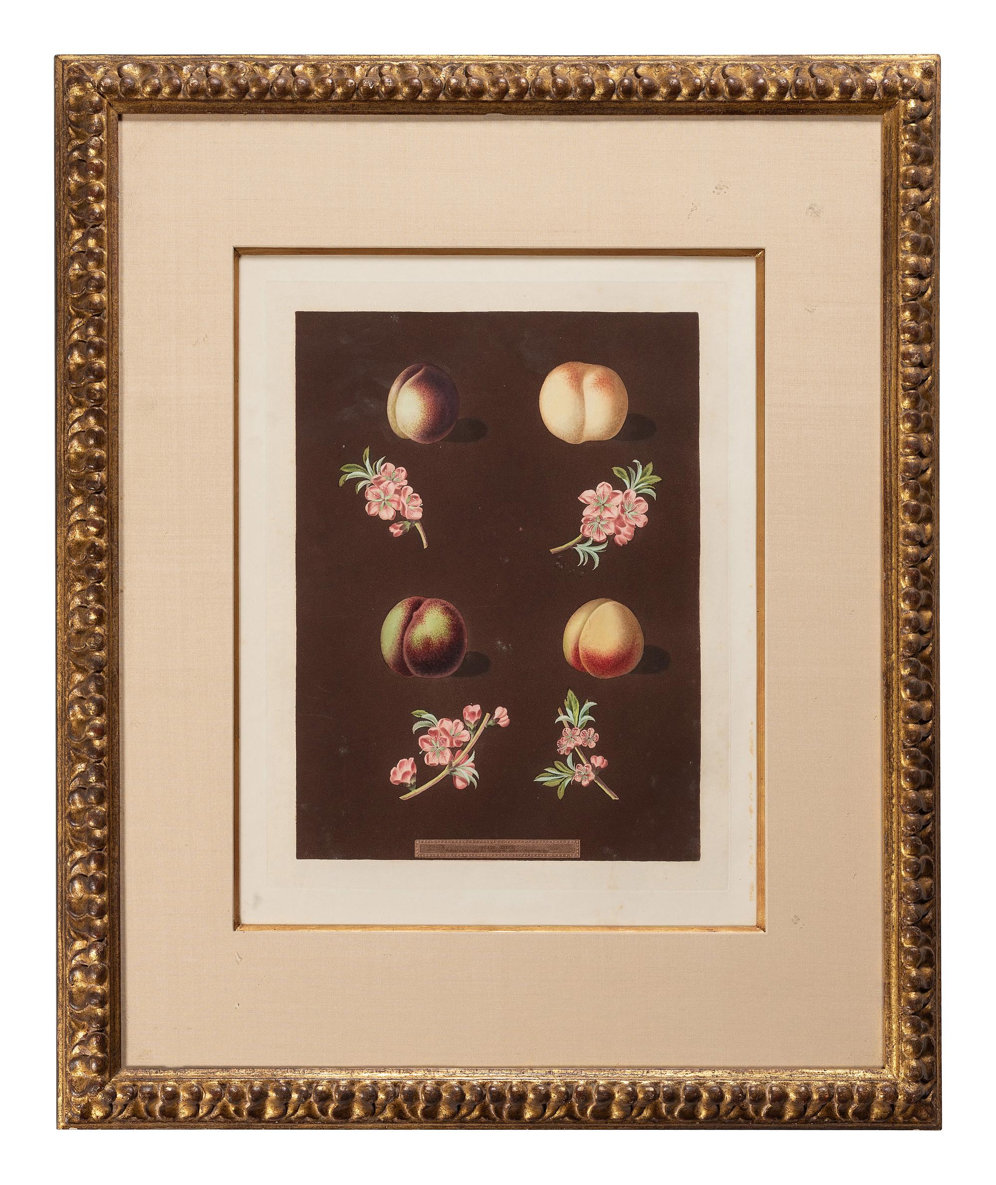 George Brookshaw (English, 1751-1823)
