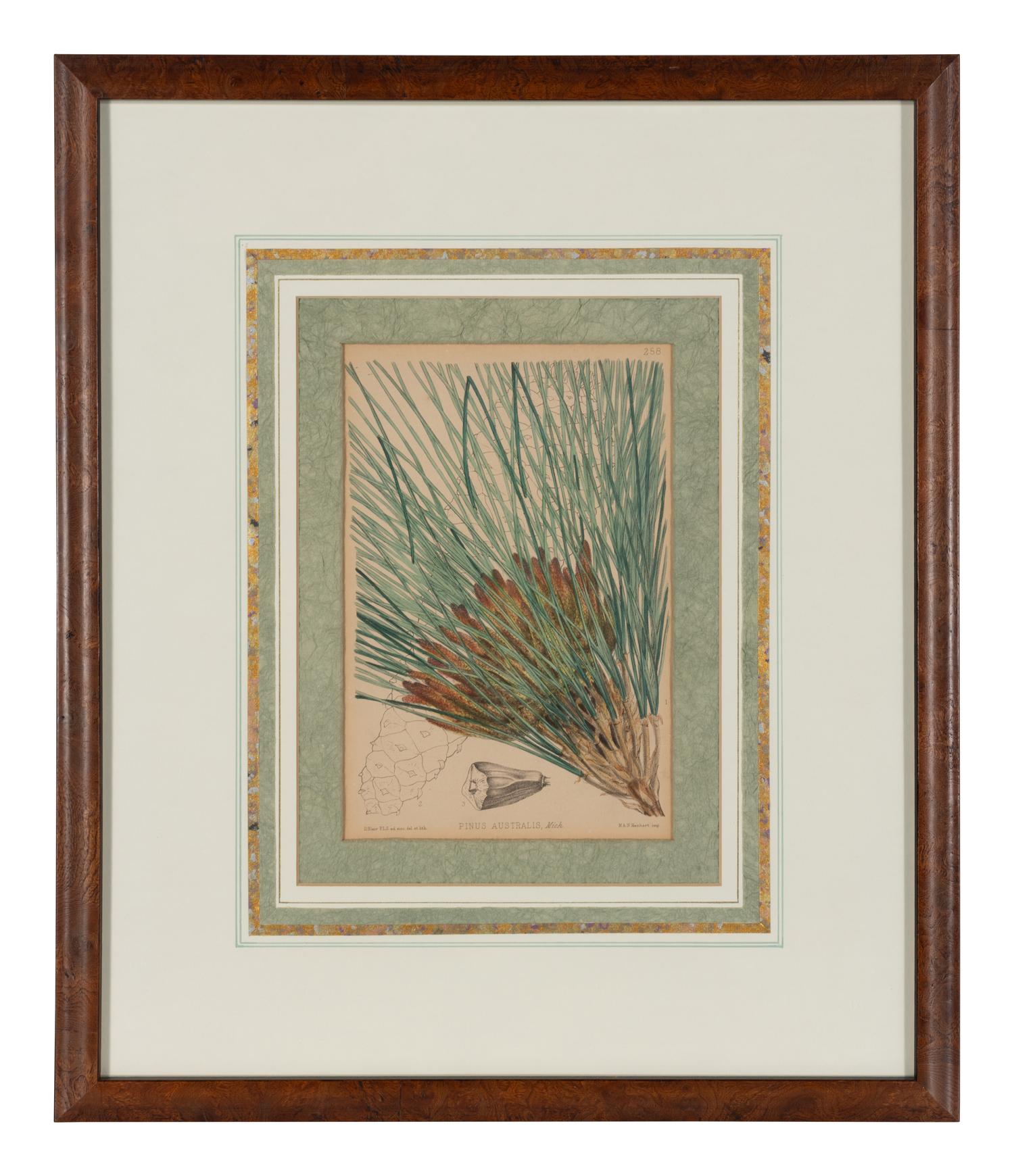 A Set of Eleven Illustrations from Medicinal Plants by Robert Bentley and Henry Trimen