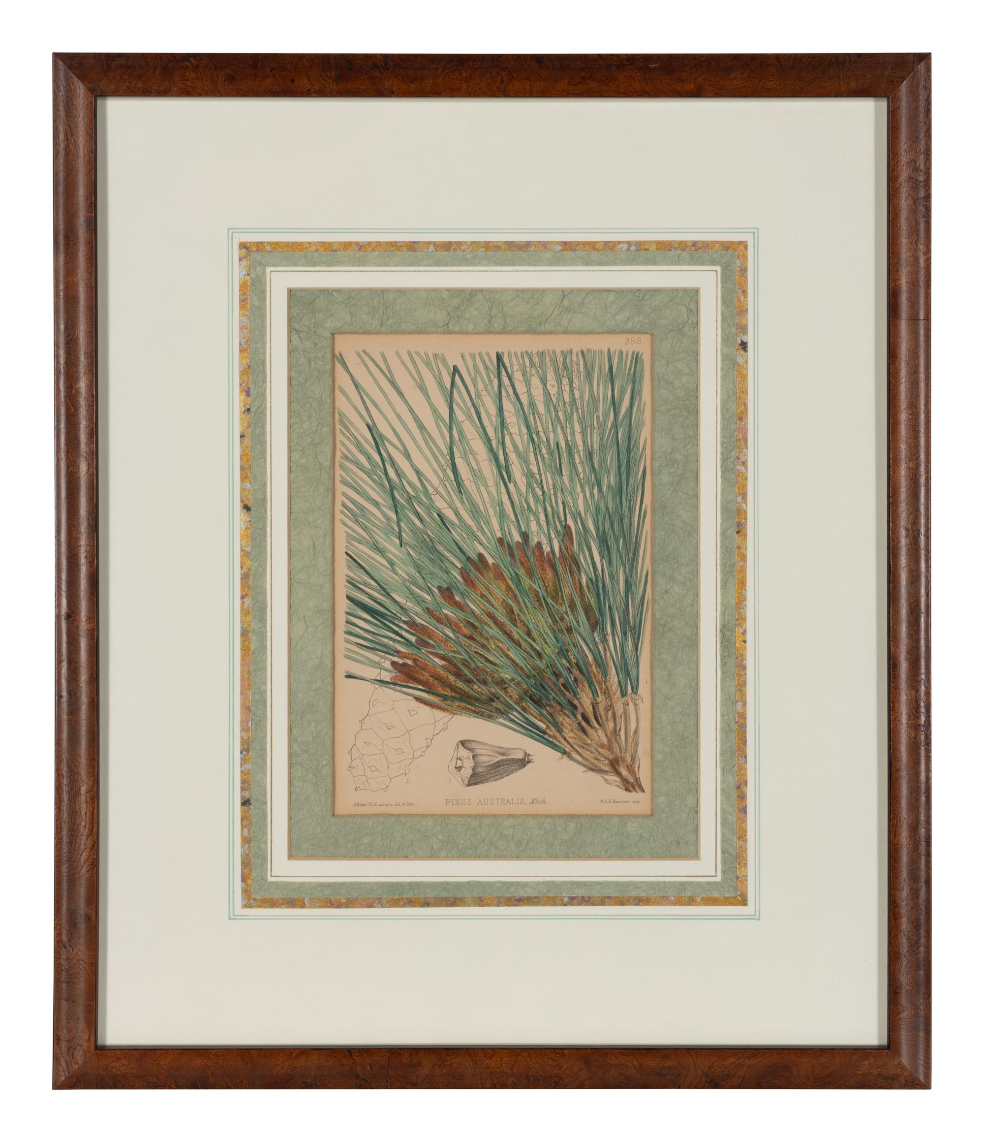 A Set of Eleven Illustrations from Medicinal Plants by Robert Bentley and Henry Trimen