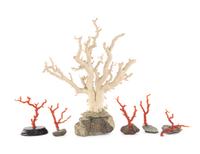 Six Chinese Coral Branches