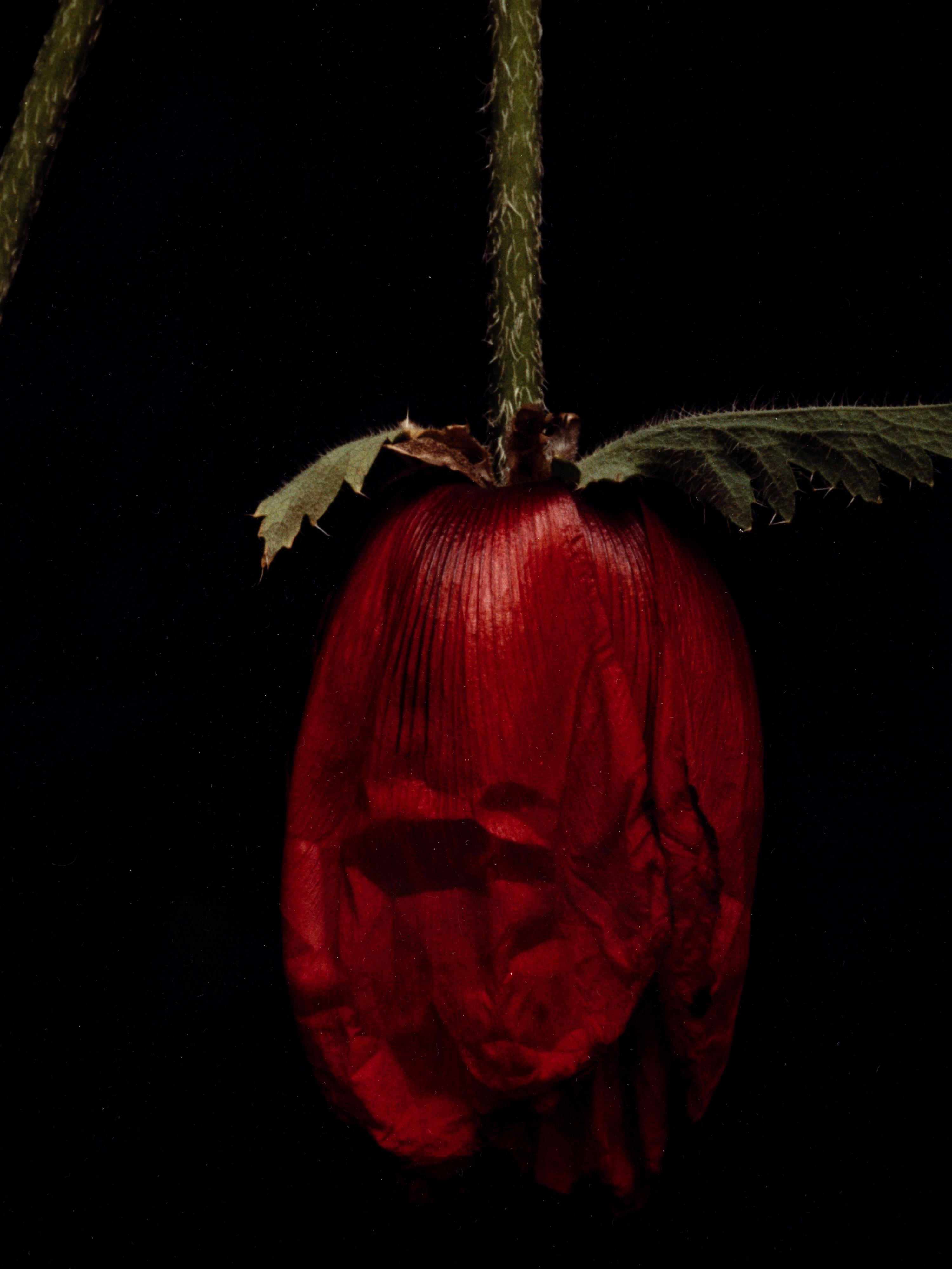 White Orchid One and Untitled (A Pair of Works)