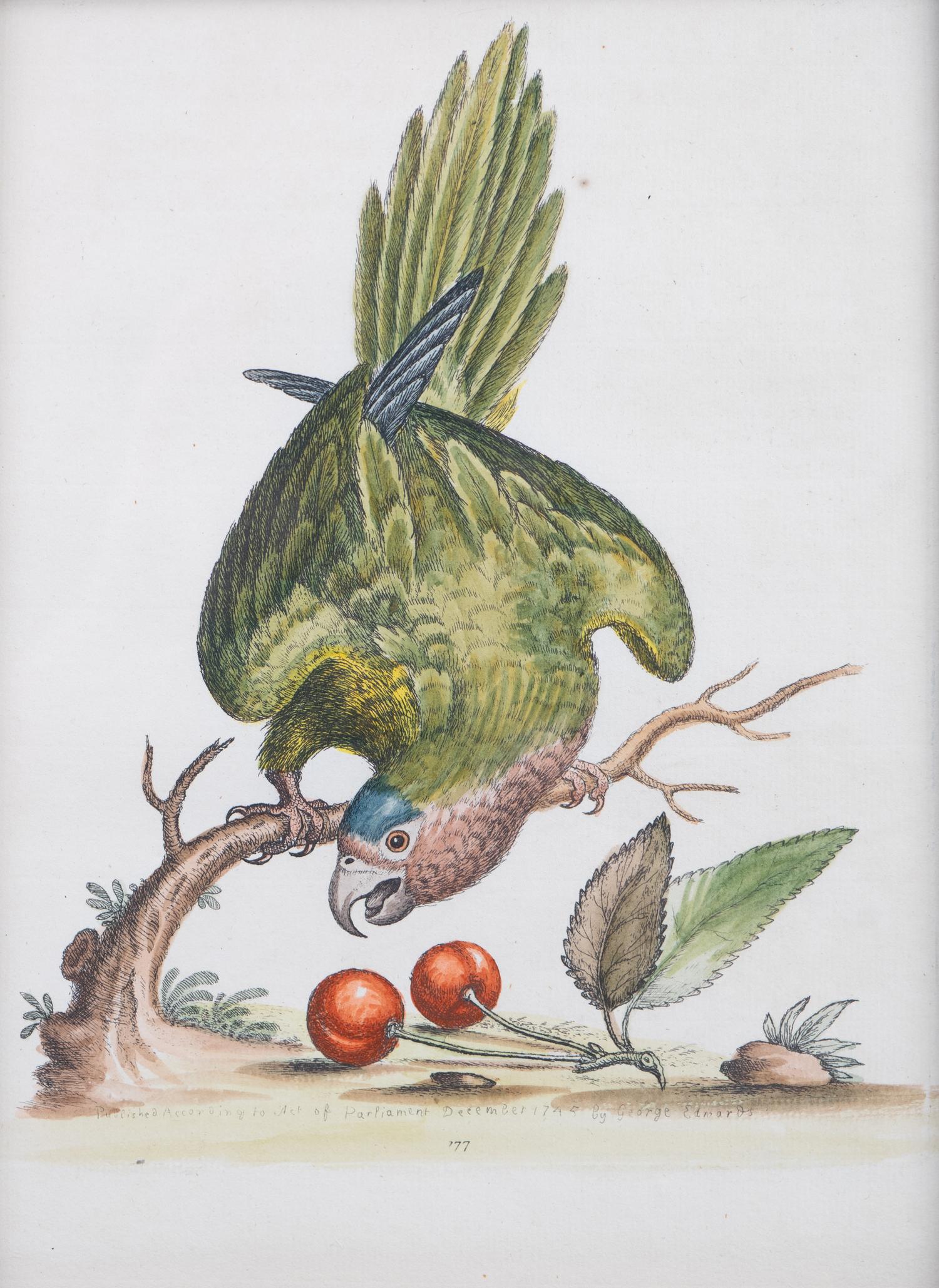 A Set of Eight Hand-Colored Engravings After George Edwards (British, 1694-1773) — LATE 19TH CENTURY