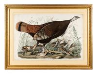 AUDUBON, John James (1785-1851) Great American Hen & Young (Plate VI) Vulgo, Female Wild Turkey.__Meleagris Gallopavo