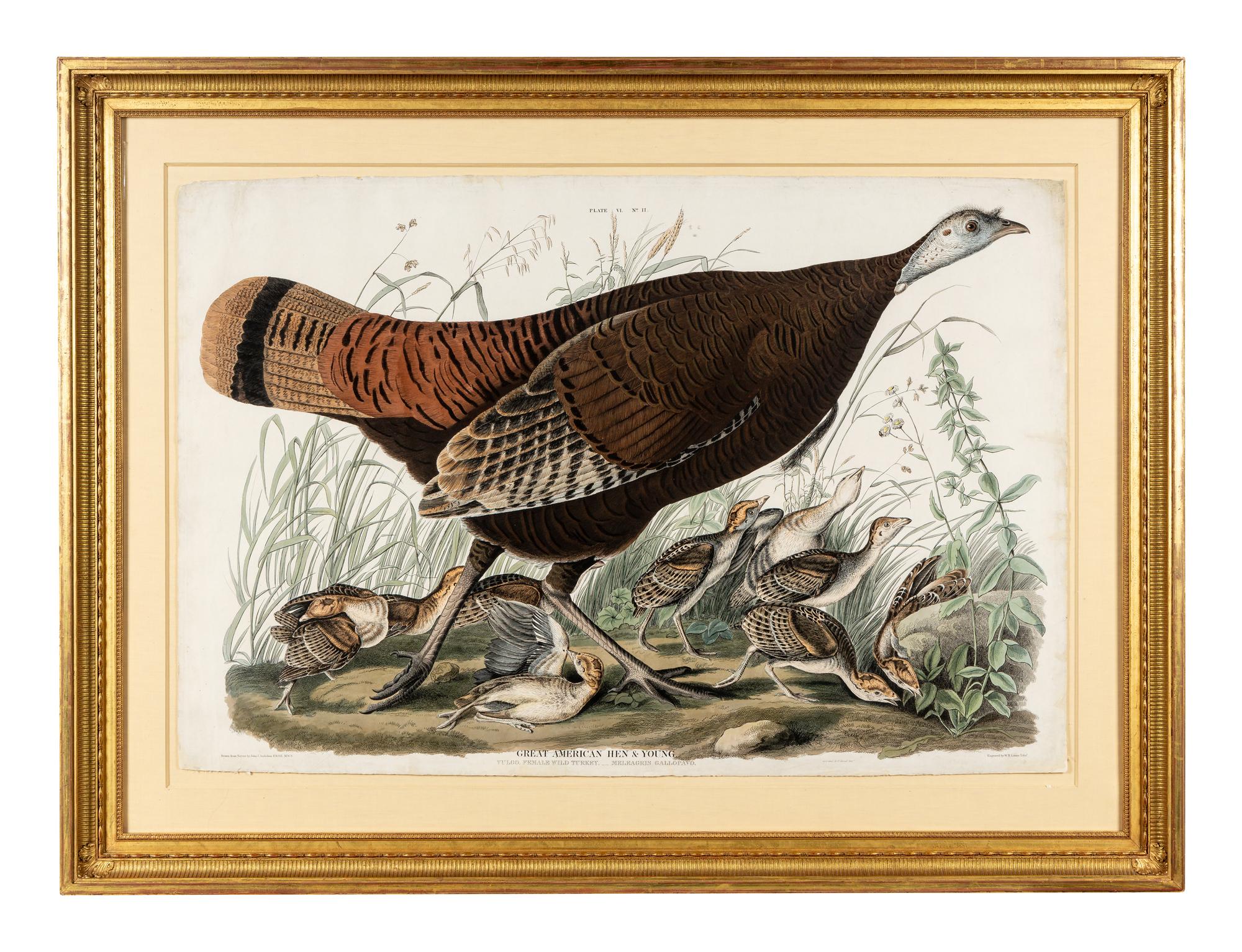 AUDUBON, John James (1785-1851) Great American Hen & Young (Plate VI) Vulgo, Female Wild Turkey.__Meleagris Gallopavo