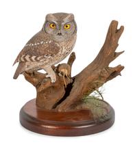 Otus Asio (Eastern Screech Owl)