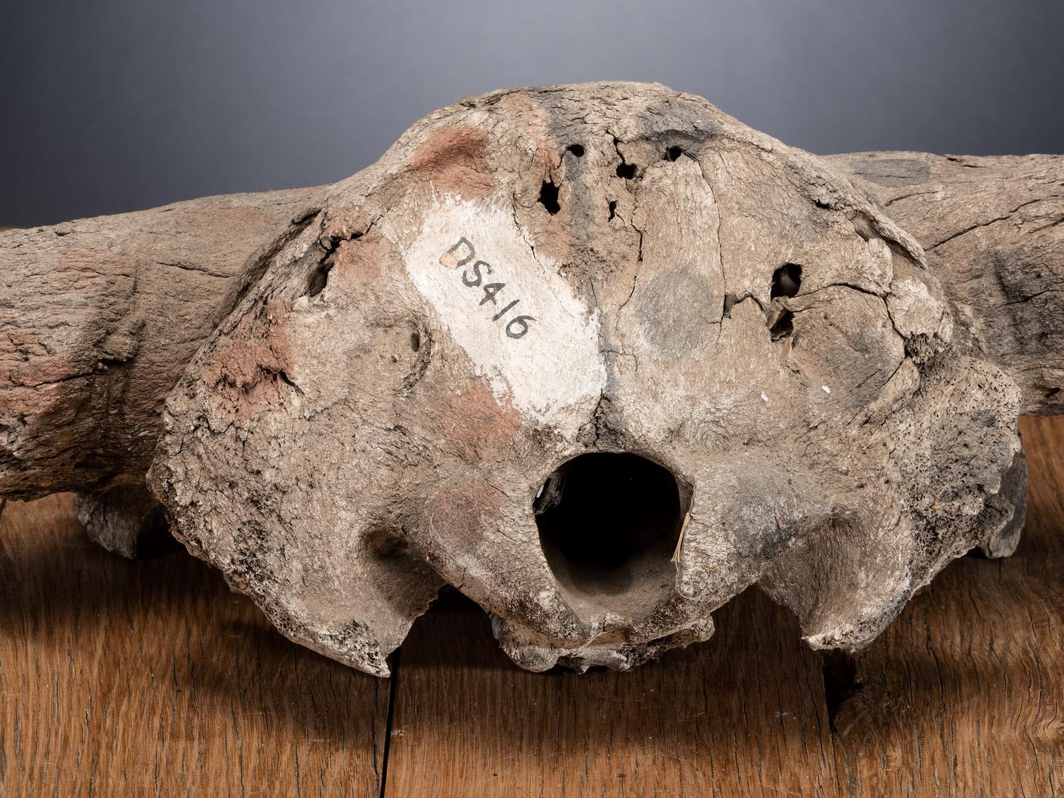 Plains Painted Bison Skull