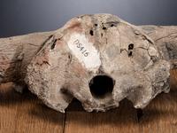 Plains Painted Bison Skull