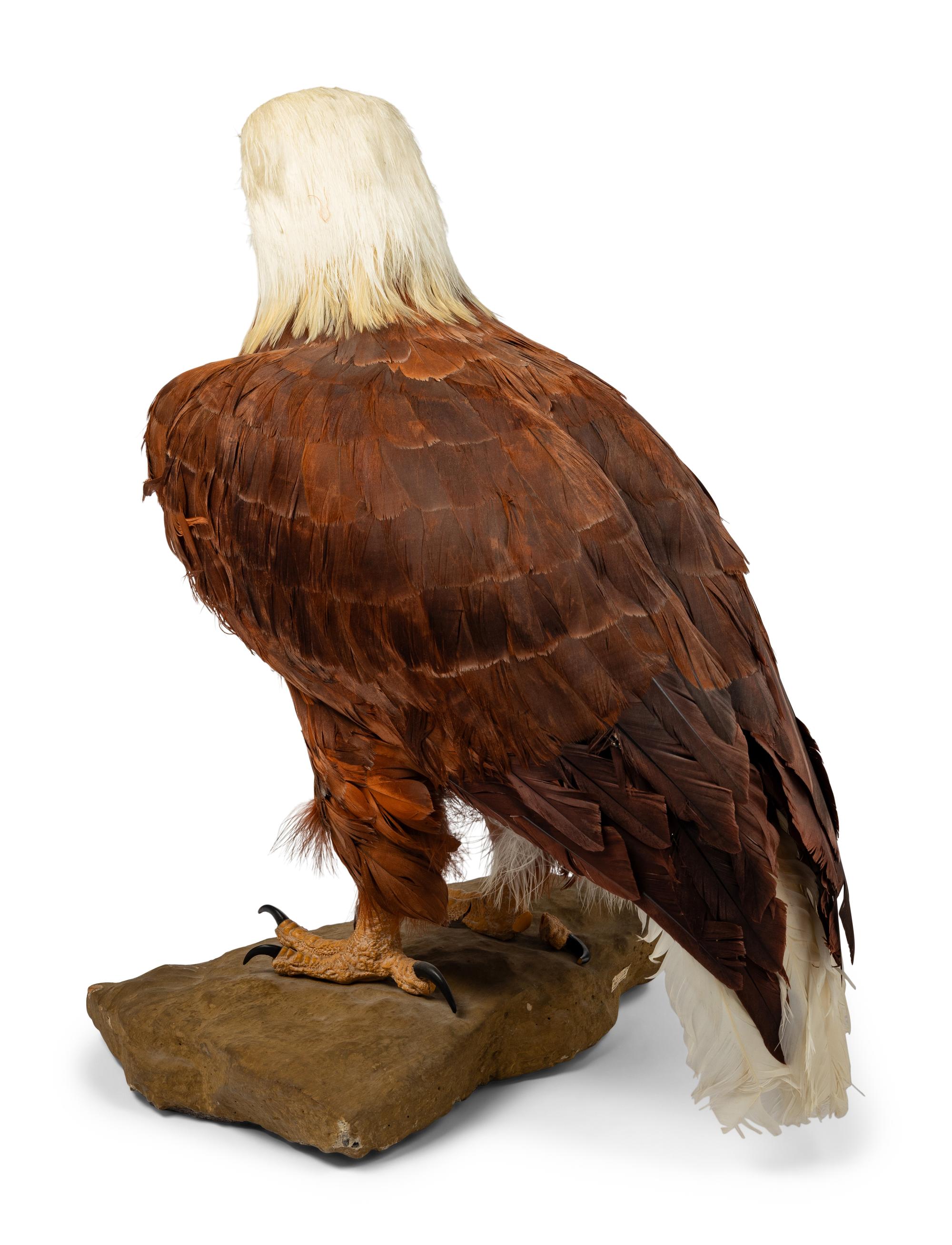 A Feathered Model of a Bald Eagle