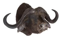A Taxidermy Cape Buffalo Head Height 32 x width 46 x depth 38 inches.