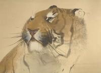 Konoshima Okoku (Japanese, 1877-1938) Seated Tiger 木島桜谷（1877-1938）虎