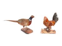 A Group of Four Taxidermy Birds