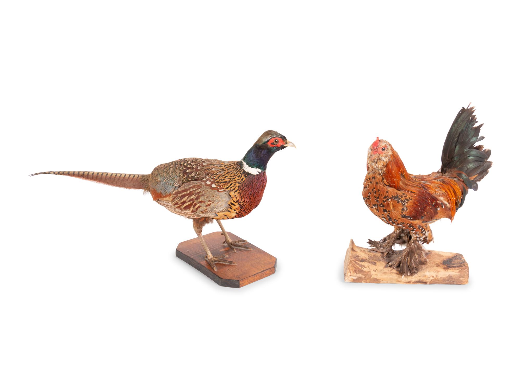 A Group of Four Taxidermy Birds
