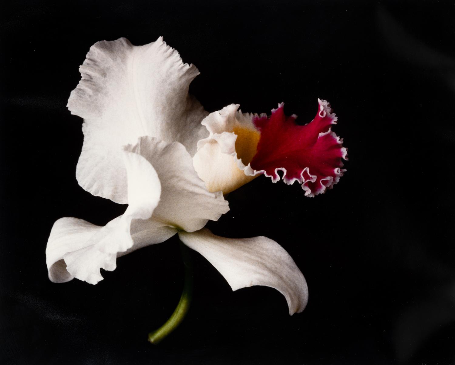 White Orchid One and Untitled (A Pair of Works)