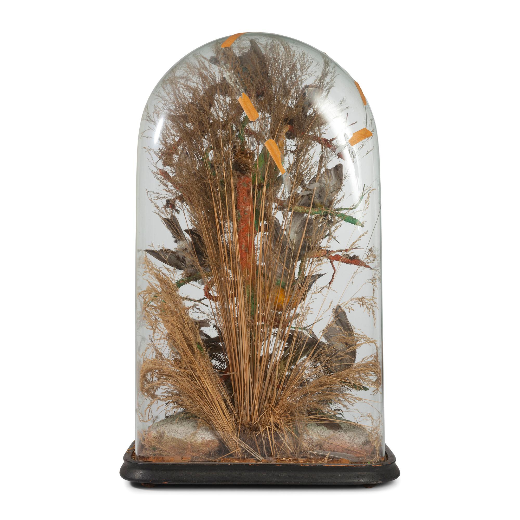 A Victorian Bird Taxidermy Diorama