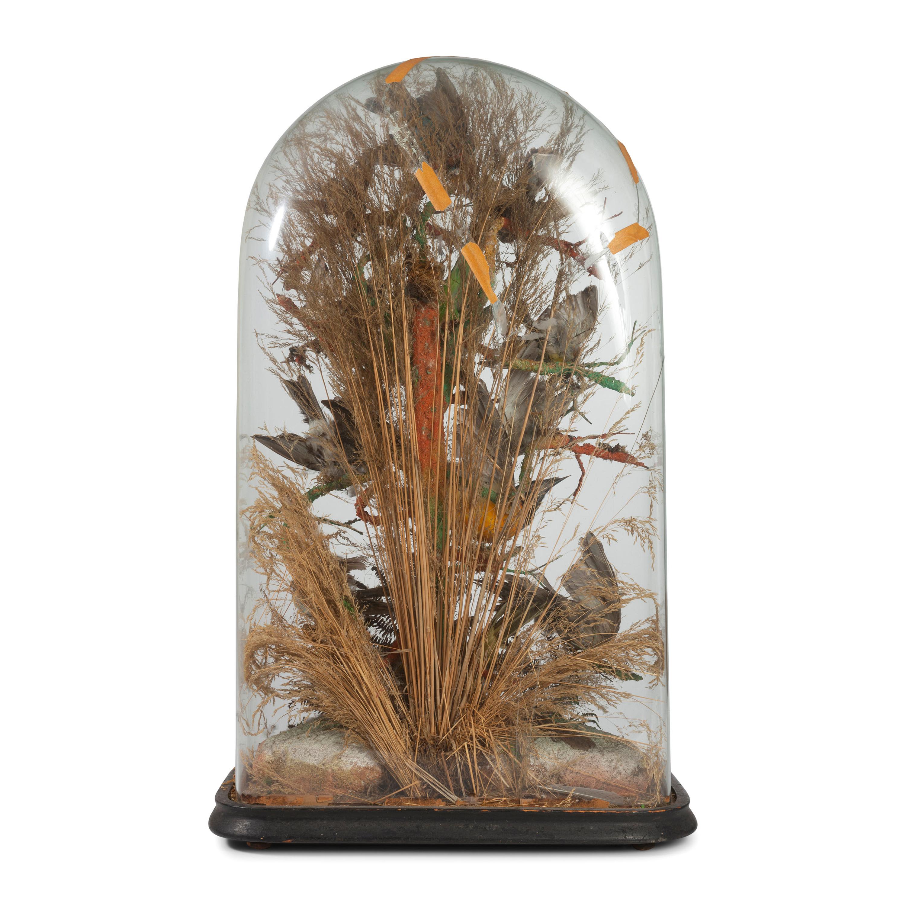 A Victorian Bird Taxidermy Diorama