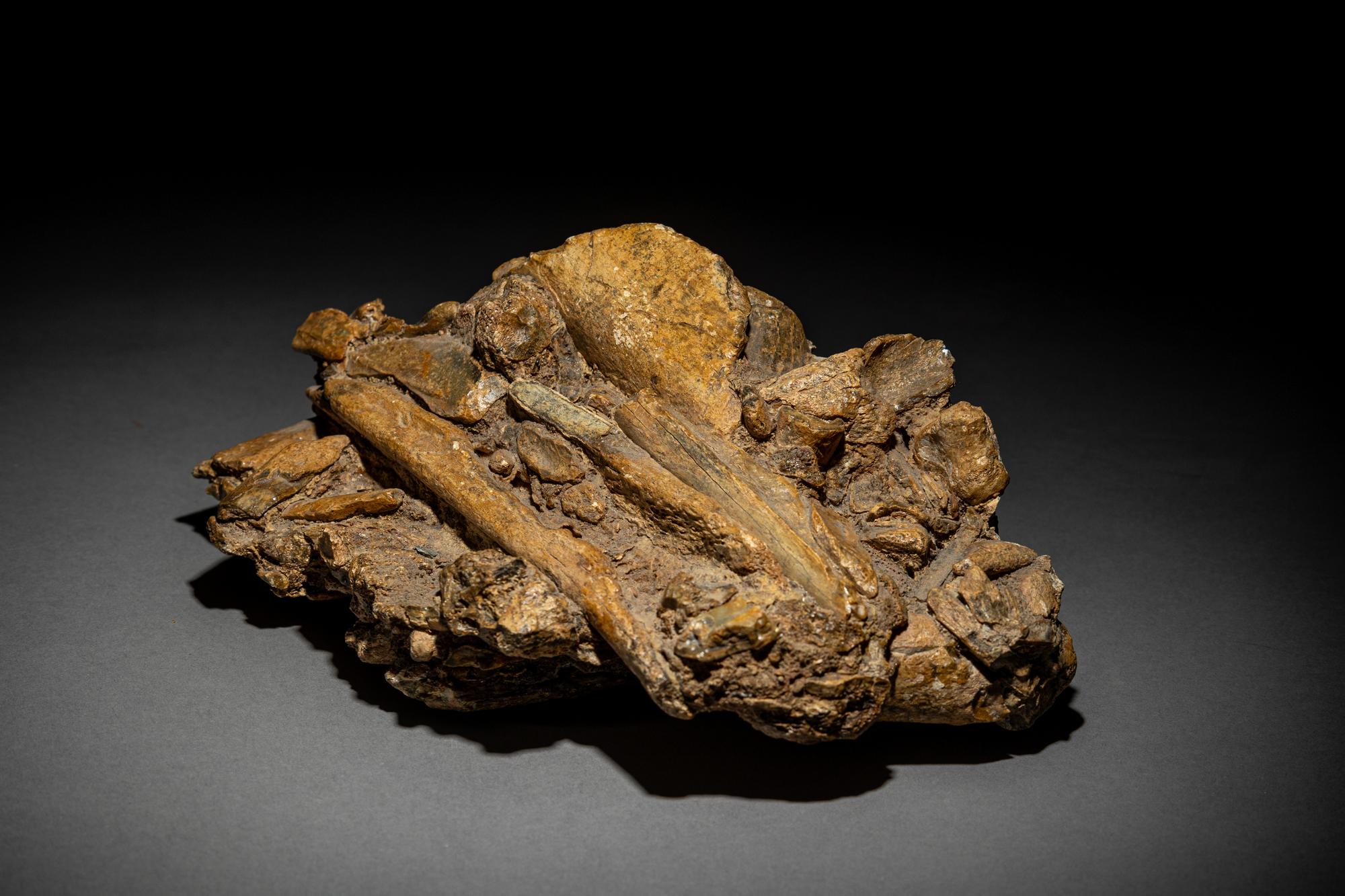 A Paleolithic Block of Breccia from Makapansgat