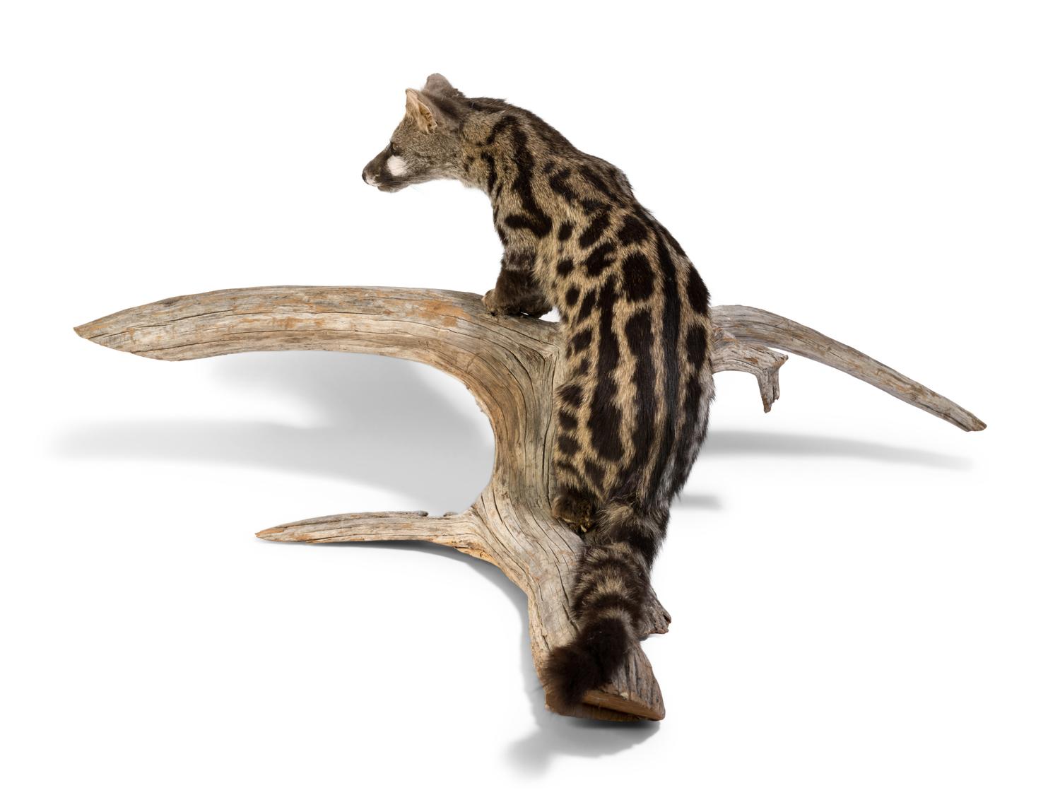A Taxidermy Spotted African Genet