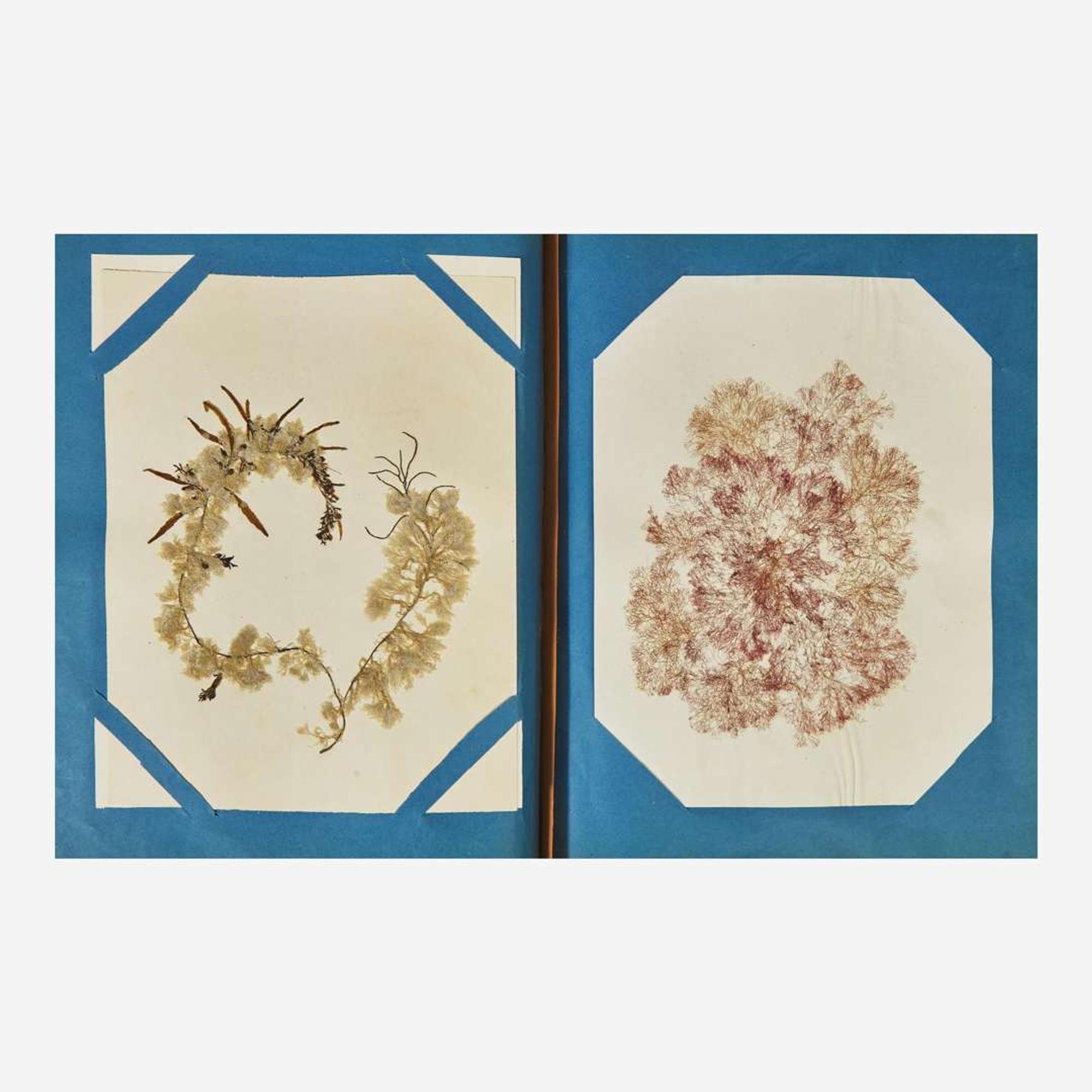 [Curiosa] Miner, Harriet 19th Century Seaweed Specimen Album