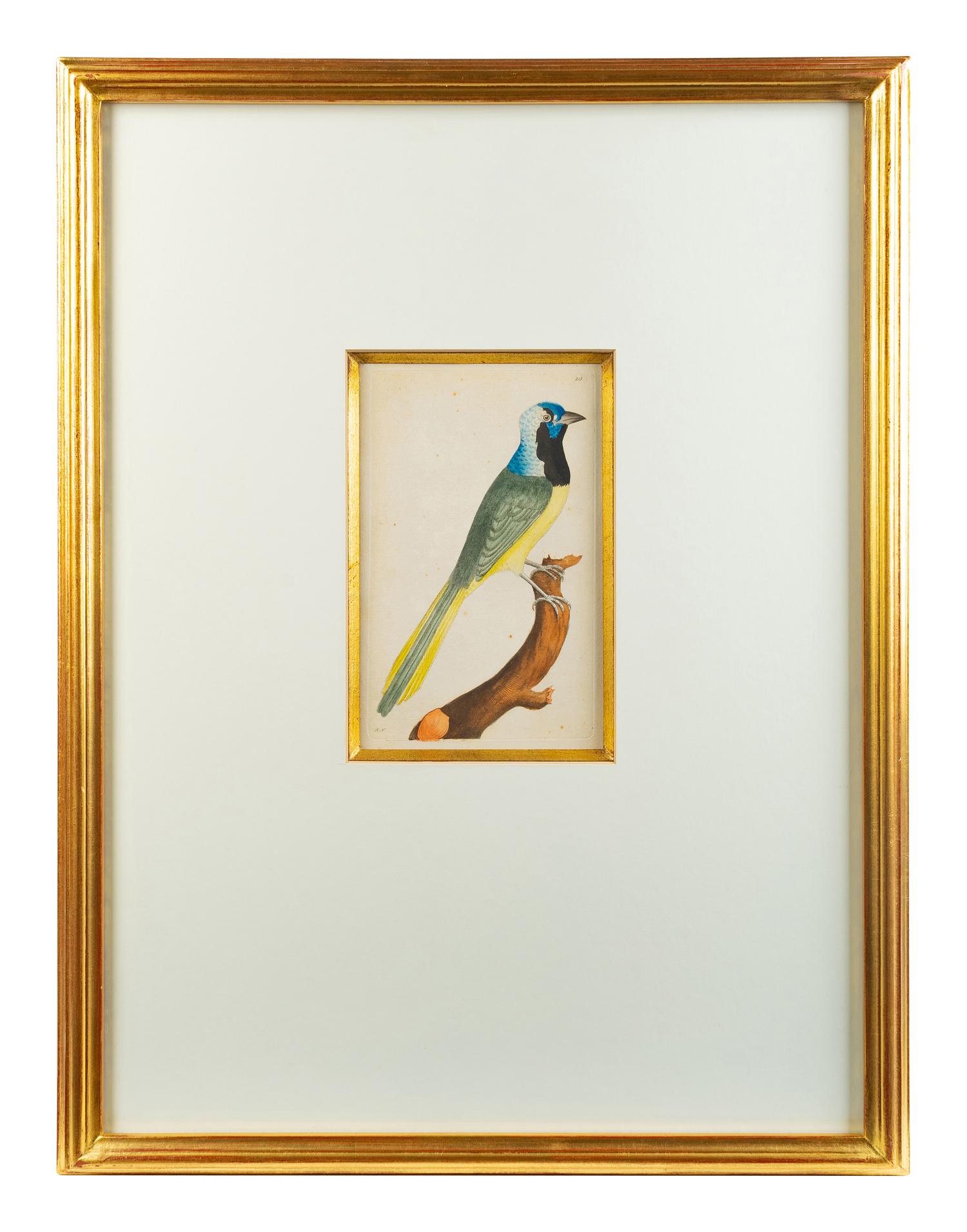A Set of Four Hand-Colored Orinithological Engravings After Frederick Nodder — 19TH CENTURY