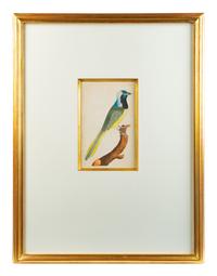 A Set of Four Hand-Colored Orinithological Engravings After Frederick Nodder — 19TH CENTURY