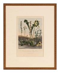 [NATURAL HISTORY]. THORNTON, Robert John (1768-1837). A group of 6 botanical plates from Thornton's 1812 quarto edition Temple of Flora . [London: for the author, 1812].