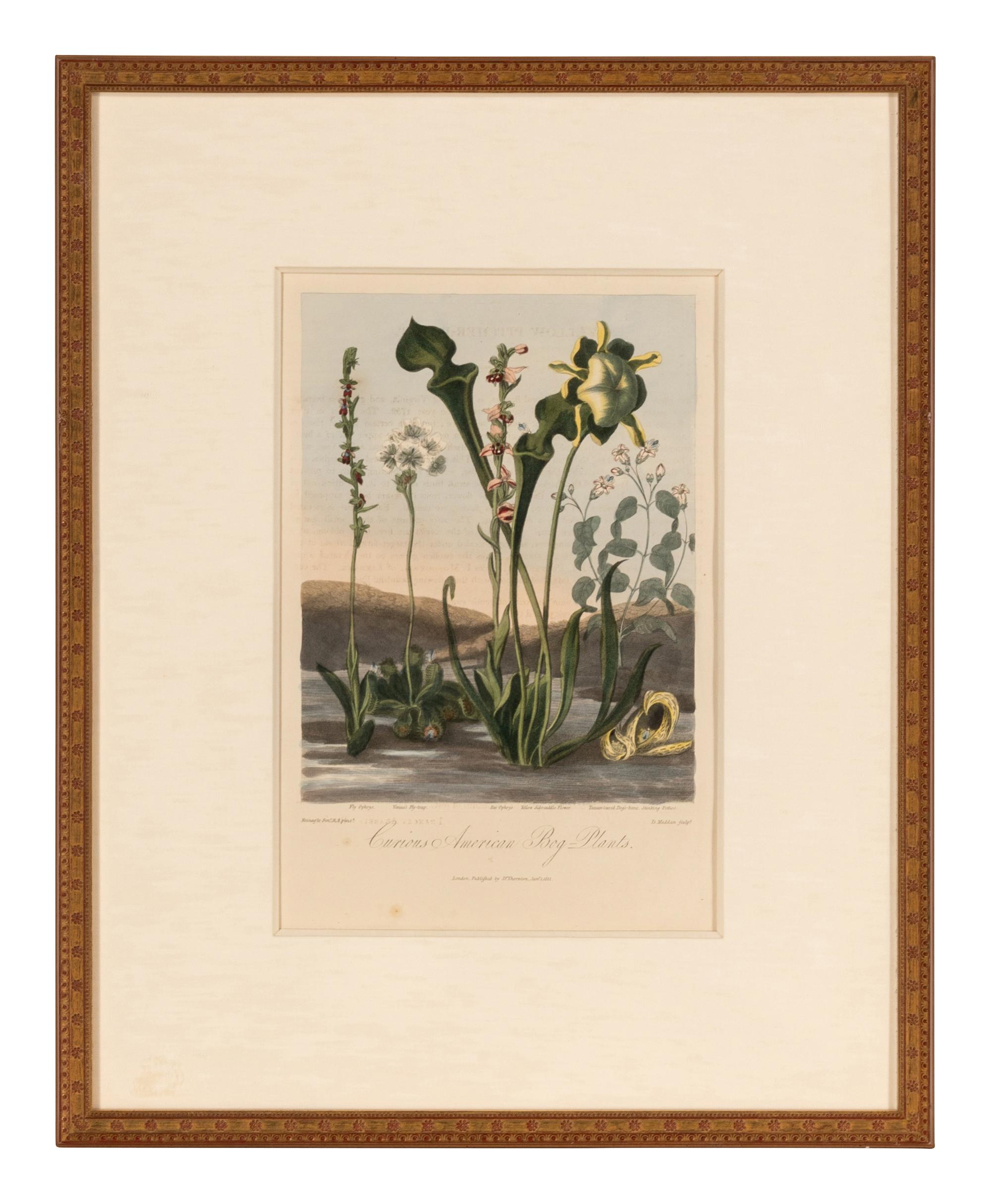 [NATURAL HISTORY]. THORNTON, Robert John (1768-1837). A group of 6 botanical plates from Thornton's 1812 quarto edition Temple of Flora . [London: for the author, 1812].